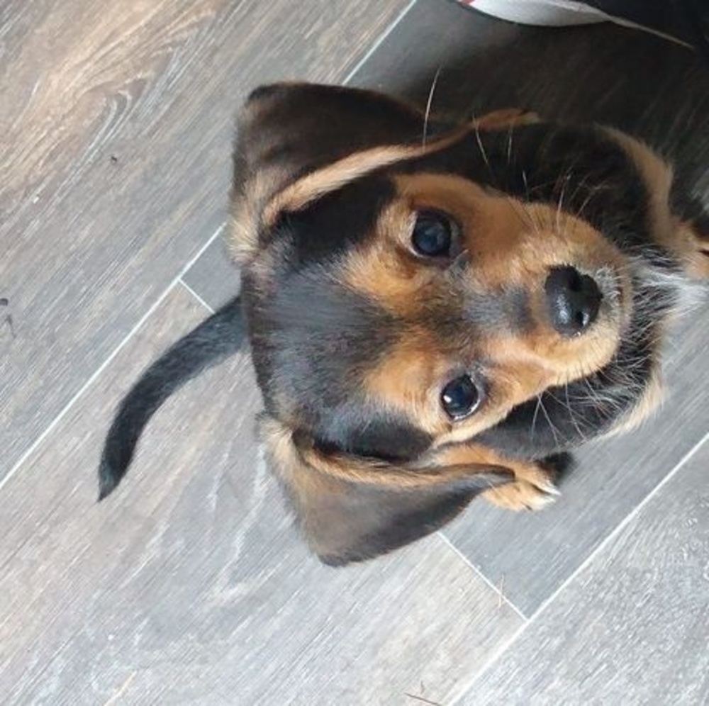 Meet your Posher, Rodney